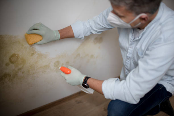 Best Industrial Mold Remediation in Hammond, LA