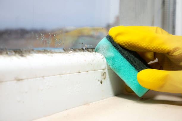 Professional Mold Remediation in Hammond, LA