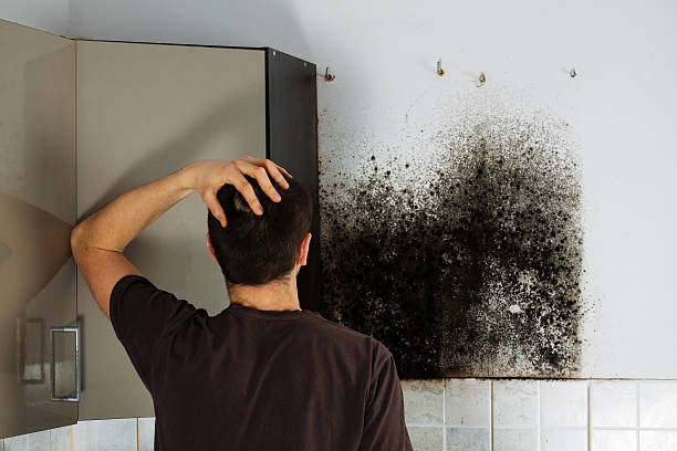 Best Attic Mold Remediation in Hammond, LA